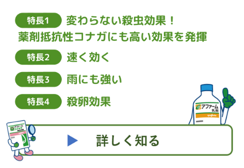 ご確認用　アミスター錦　未発根他 ご確認用 アミスター錦 未発根他 ご確認用 アミスター錦 未発