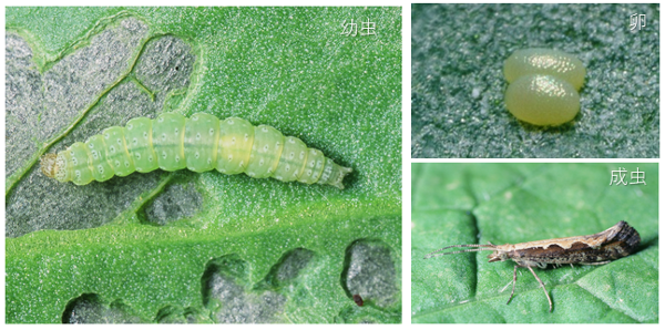 アファーム＆アミスター農家の常備薬｜シンジェンタジャパン